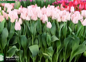 Tulipa Rejoyce ® (1)